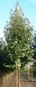 Jarząb mączny 'Magnifica' DUŻE SADZONKI 250-300 cm, obwód pnia 8-10 cm (Sorbus aria)